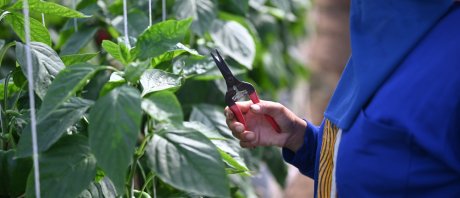 У рассады перцев опадают завязи и цветки — почему и что делать, чтобы спасти урожай